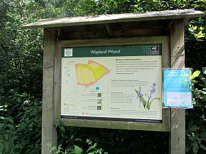 Wayland Wood