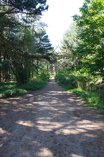 The pine woods behind Wells beach The pine woods behind Wells beach