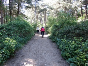 Holkham Pine Forests Holkham Pine Forests