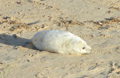Seal pup at Horsey Seal pup at Horsey