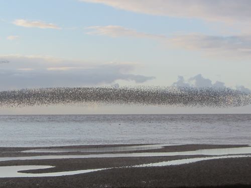 Winter waders Winter waders