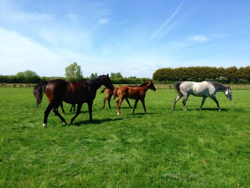 The Woodland Boat is situated on a working stud farm